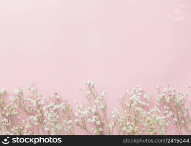 Gypsophila flowers on pink pastel background, Minimalism, Spring flower blosssom concept, Flat lay, top view, copy space