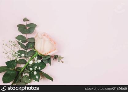 gypsophila rose flower corner pink background