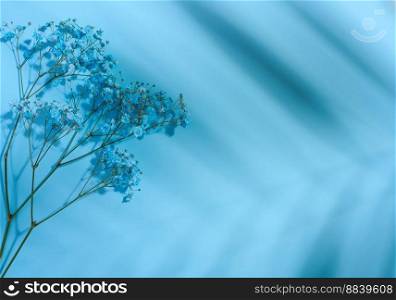 Gypsophilia branch with blue flowers on a blue background, top view. Copy space