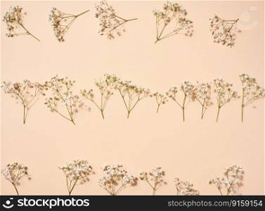 Gypsophilia branch with white flowers on a beige background, top view