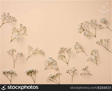 Gypsophilia branch with white flowers on a beige background, top view. Copy space