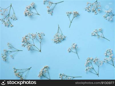 Gypsophilia branch with white flowers on a blue background, top view. 