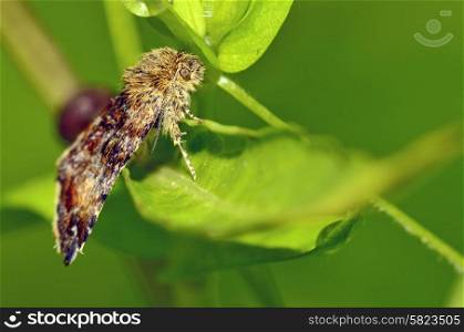 Gypsy moth butterfly in nature