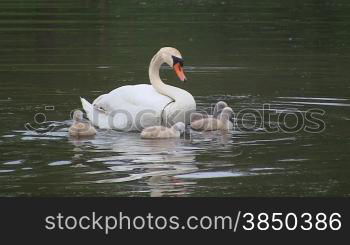 H?ckerschwan (Cygnus olor) mit Knken schwimmen auf einem See.