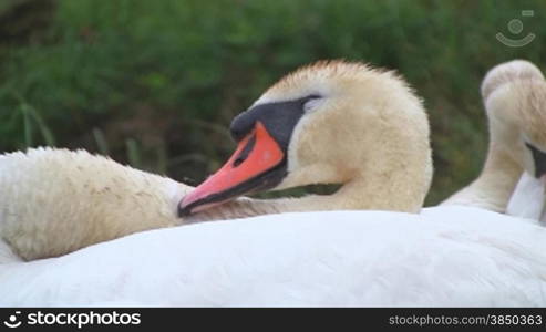 H?ckerschwSne (Cygnus olor) mit Knken, bei der Gefiederpflege auf einer Wiese.