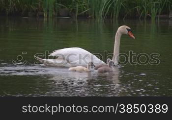 H?ckerschwSne (Cygnus olor) mit Knken schwimmen auf einem Fluss.