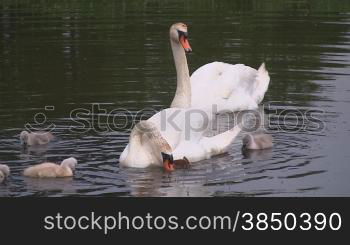 H?ckerschwSne (Cygnus olor) mit Knken schwimmen auf einem See.