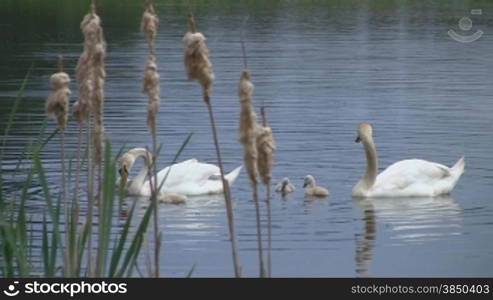 H?ckerschwSne (Cygnus olor) mit Knken schwimmen auf einem See.