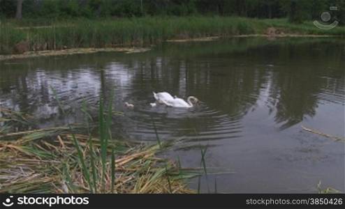 H?ckerschwSne (Cygnus olor) mit Knken schwimmen auf einem See.