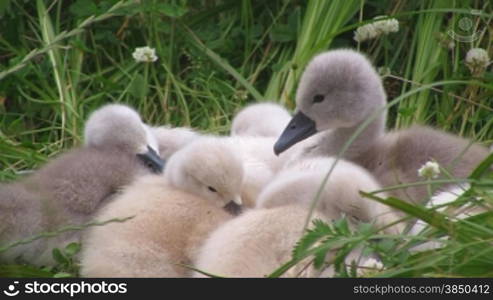 H?ckerschwSne-Knken (Cygnus olor) auf einer Wiese