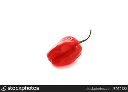 Habenero pepper isolated in white background