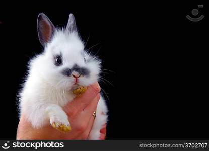 hadns holding small rabbit isolated on black background