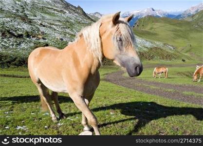 haflinger horse free in a high mountain pasture