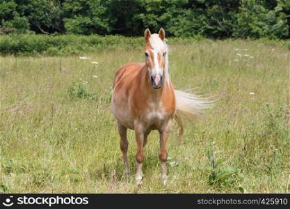 Haflinger pony in a field in Brittany
