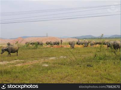 HAI DUONG, VIETNAM, August, 14: group of people shepherding buffalo herd on August, 14, 2014 in Hai Duong, Vietnam.