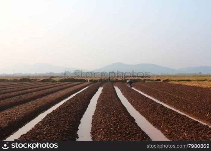 HAI DUONG, VIETNAM, October, 18: farmers growing vegetables in the field on October, 18, 2014 in Hai Duong, Vietnam.