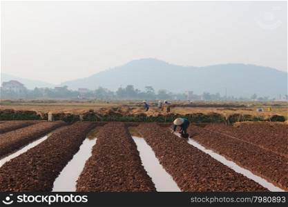 HAI DUONG, VIETNAM, October, 18: farmers growing vegetables in the field on October, 18, 2014 in Hai Duong, Vietnam.