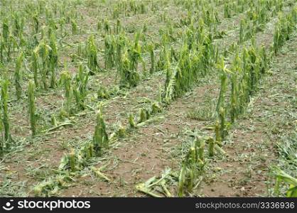 hail damage on maize