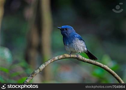 Hainan blue flycatcher (Cyornis hainanus) perching on the branch in nature Thailand