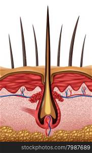 Hair anatomy medical concept as a close up of a human follicle symbol on skin.