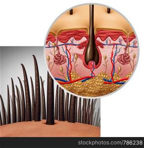 Hair follicle anatomy diagram dermitology medical concept as human hairs with a shaft emerging from the scalp as a 3D illustration.
