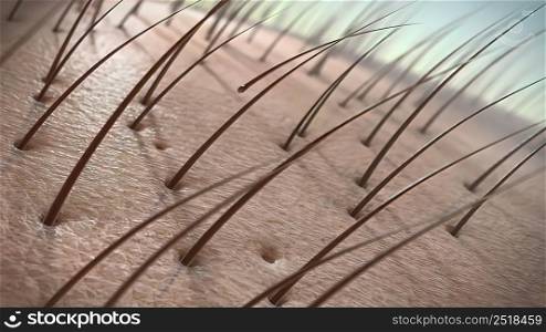 Hair follicles are small, pocket-like holes in our skin. As the name suggests, they grow hair. 3D illustration. Hair follicles are small, pocket-like holes in our skin.