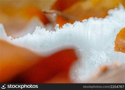 Hair ice, also known as ice wool or frost beard, ice that forms on dead wood and takes the shape of fine, silky hair.. Ice Hair on a piece of dead wood between autumn leaves