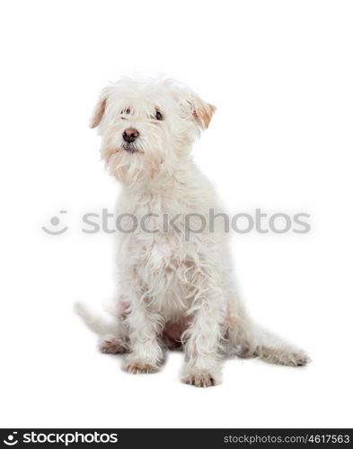 Haired dog isolated on white background