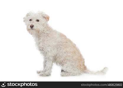 Haired dog isolated on white background