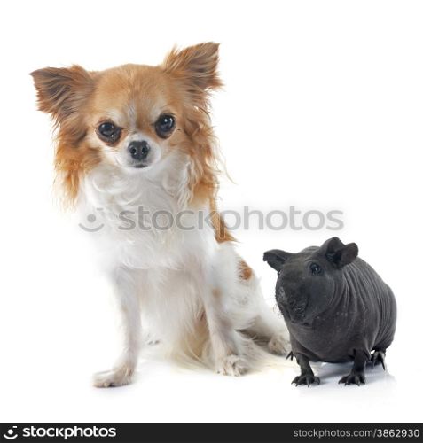 Hairless Guinea Pig and chihuahua in front of white background