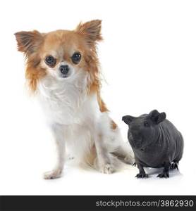 Hairless Guinea Pig and chihuahua in front of white background