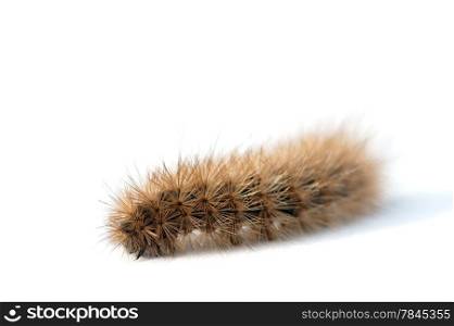 Hairy brown caterpillar on white background