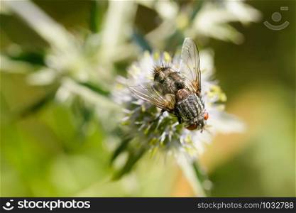 Hairy fly on an Eryngium campestre flower, under the warm summer sun. Kiev, Ukraine