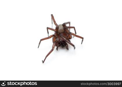 hairy spider on a white background