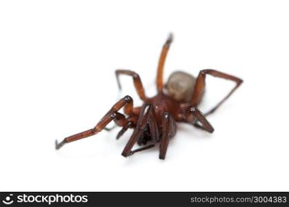 hairy spider on a white background
