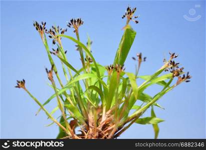 Hairy wood-rush (Luzula pilosa)
