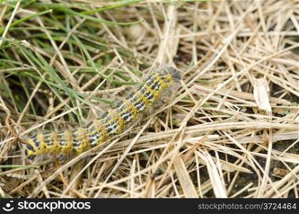 Hairy yellow caterpillar. Hairy yellow caterpillar walking on the ground
