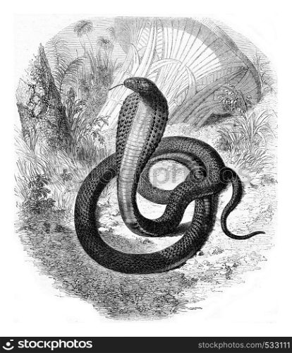 Haje, currently living in the menagerie of the Museum of Natural history, vintage engraved illustration. Magasin Pittoresque 1853.