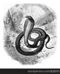 Haje, currently living in the menagerie of the Museum of Natural history, vintage engraved illustration. Magasin Pittoresque 1853.