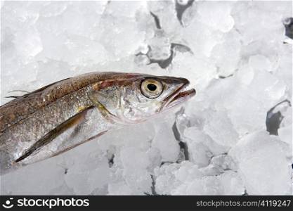 hake fish on ice