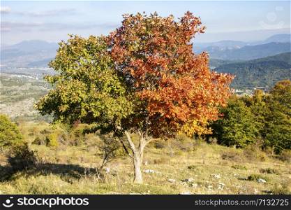 Half green and half red tree for autumnal foliage in Abruzzo National Park, Italy