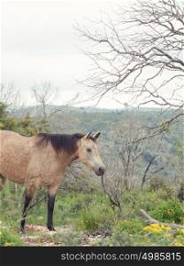 half-wild beige mare. liberty, Israel