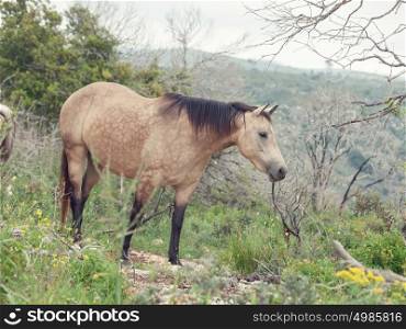 half-wild beige mare. liberty, Israel