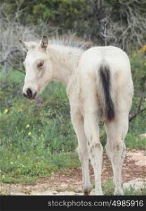 half-wild cream foal. back view. Israel