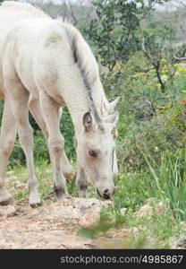 half-wild cream foal. Israel