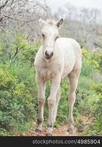 half-wild cream foal. Israel