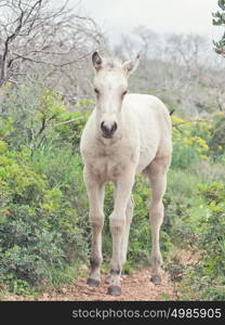 half-wild cream foal. Israel