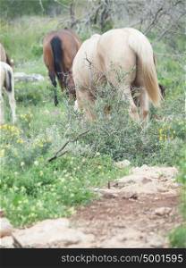 half- wild horses at pasture.liberty. Israel