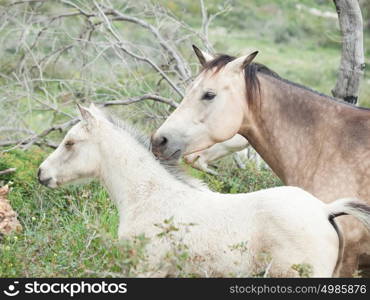 Half-wild horses. liberty, Israel