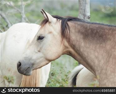 Half-wild horses. liberty, Israel